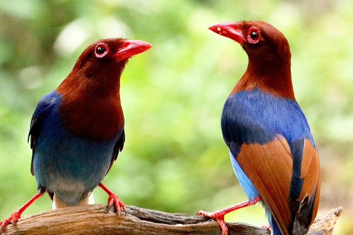 Sinharaja Rain Forest