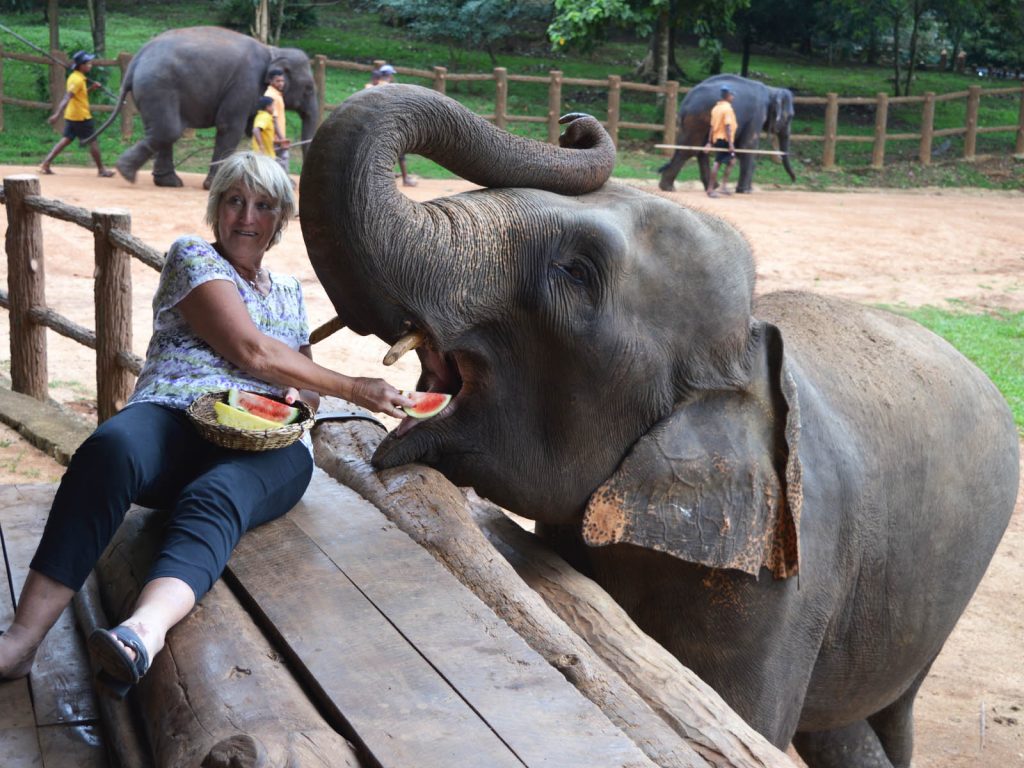 Option 3: Pinnawala, Millennium & Gampola Temples Day Tour